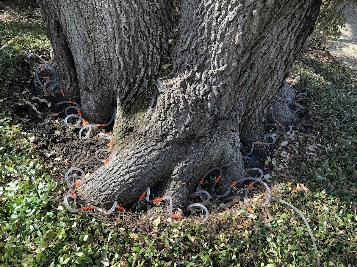 Detailed Tree Cabling and Bracing job site in Cole Camp